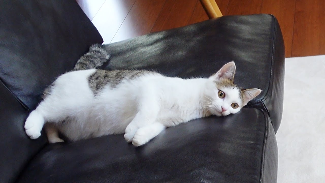 先輩ねこの圧に負けた子ねこ。-Miri buckled to Hana's pressure.-