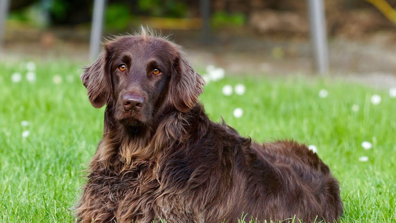 German Spaniel (Deutscher Wachtelhund)
