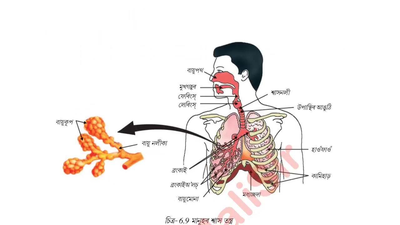 HSLC Science 23/02/26 ইয়াৰ পৰা কমন পাবাই‌।