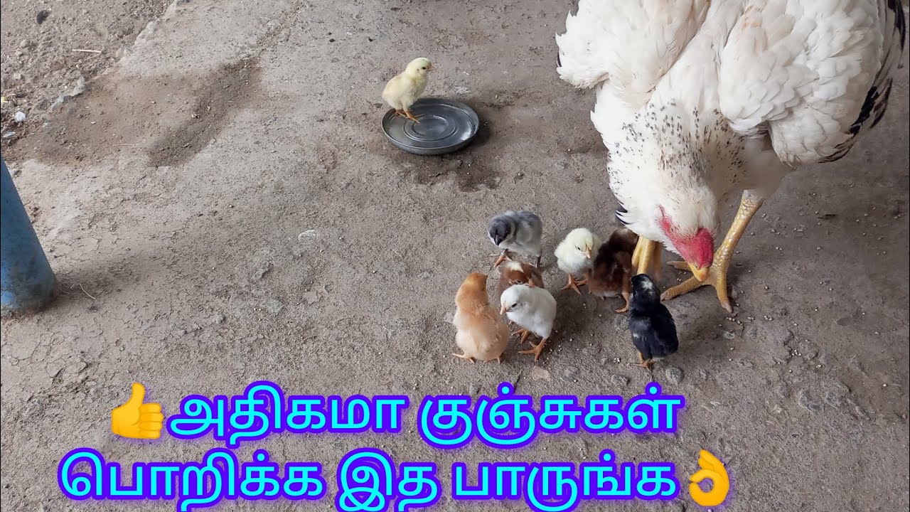 அதிகமா கோழிக்குஞ்சுகள் பொறிக்கனுமா கண்டிப்பா பாருங்க