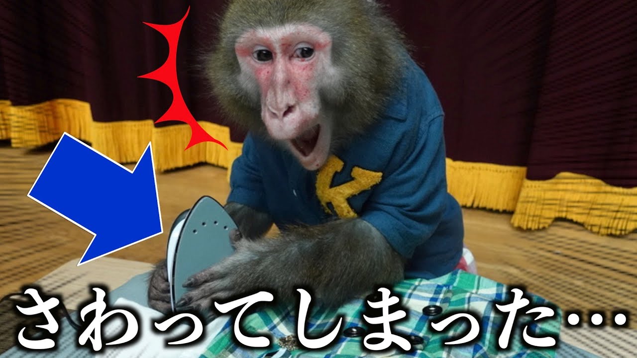 【事故】お猿のカイくん、間違えてアイロンをさわってしまう…