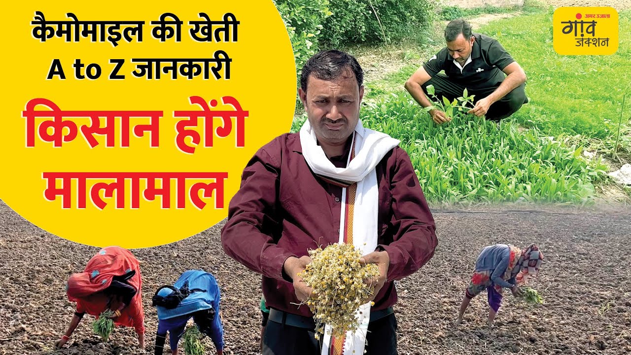 CHAMOMILE FARMING: कैमोमाइल के साथ इसकी खेती लखपति बन जाएंगे किसान | Gaon Junction LIVE
