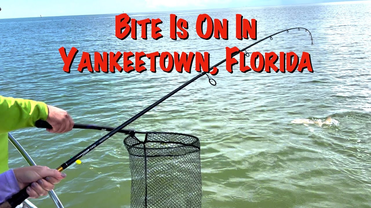 FISHING YANKEETOWN FLORIDA | MANGROVE SNAPPER | RED DRUM