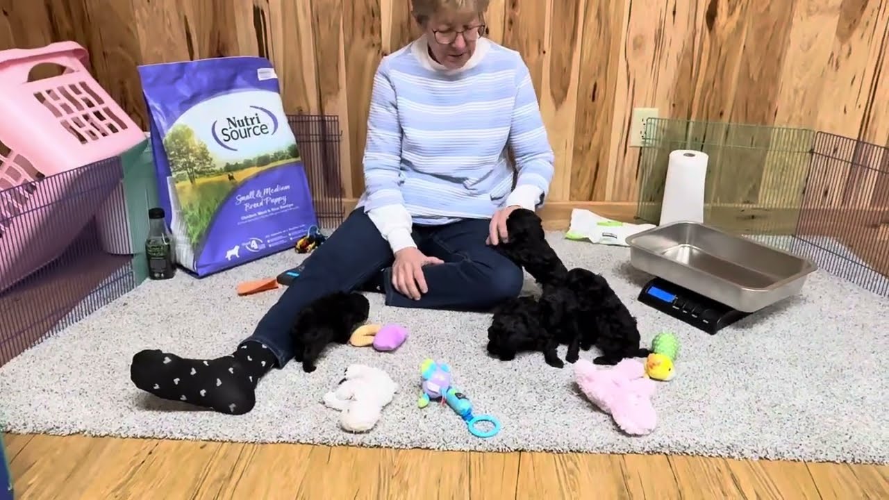 Toy poodles to small miniature size  December 31, 2024