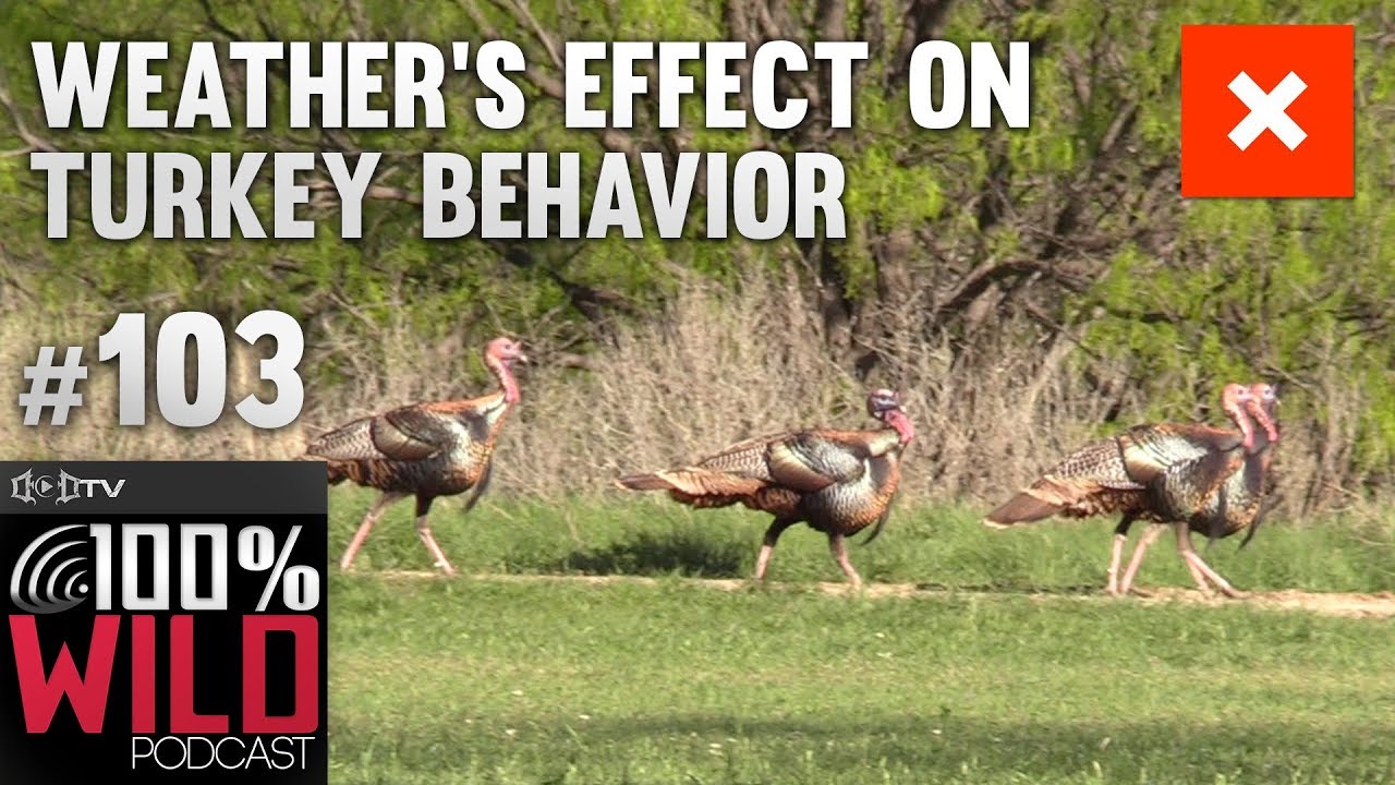 Paul Butski Breaks Down Weather's Effect on Turkey Behavior - 100% Wild Podcast