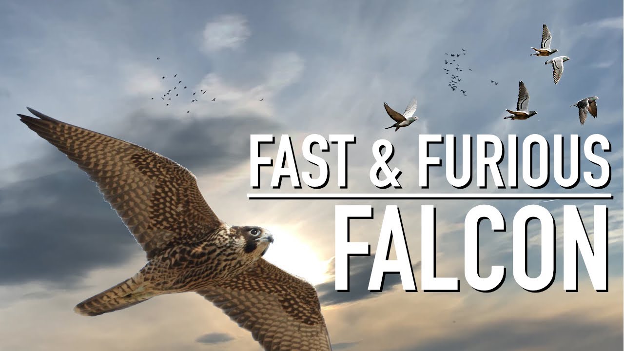 Fast & Furious Falcon