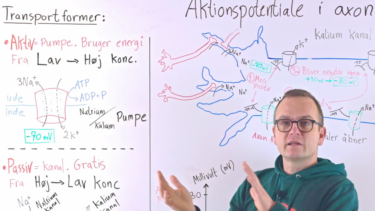 Aktionspotentialet gennem axon