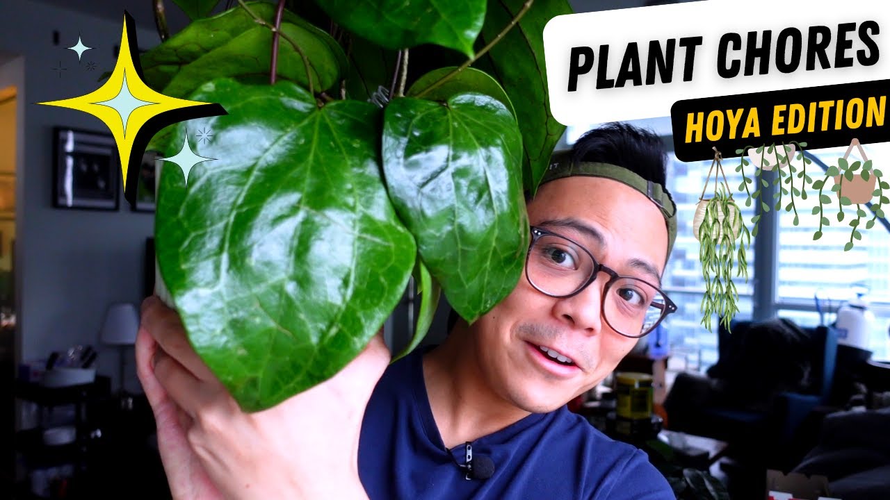 plant chores 💚 hoya repot with me, propagation, trellis | pon & leca 🤩