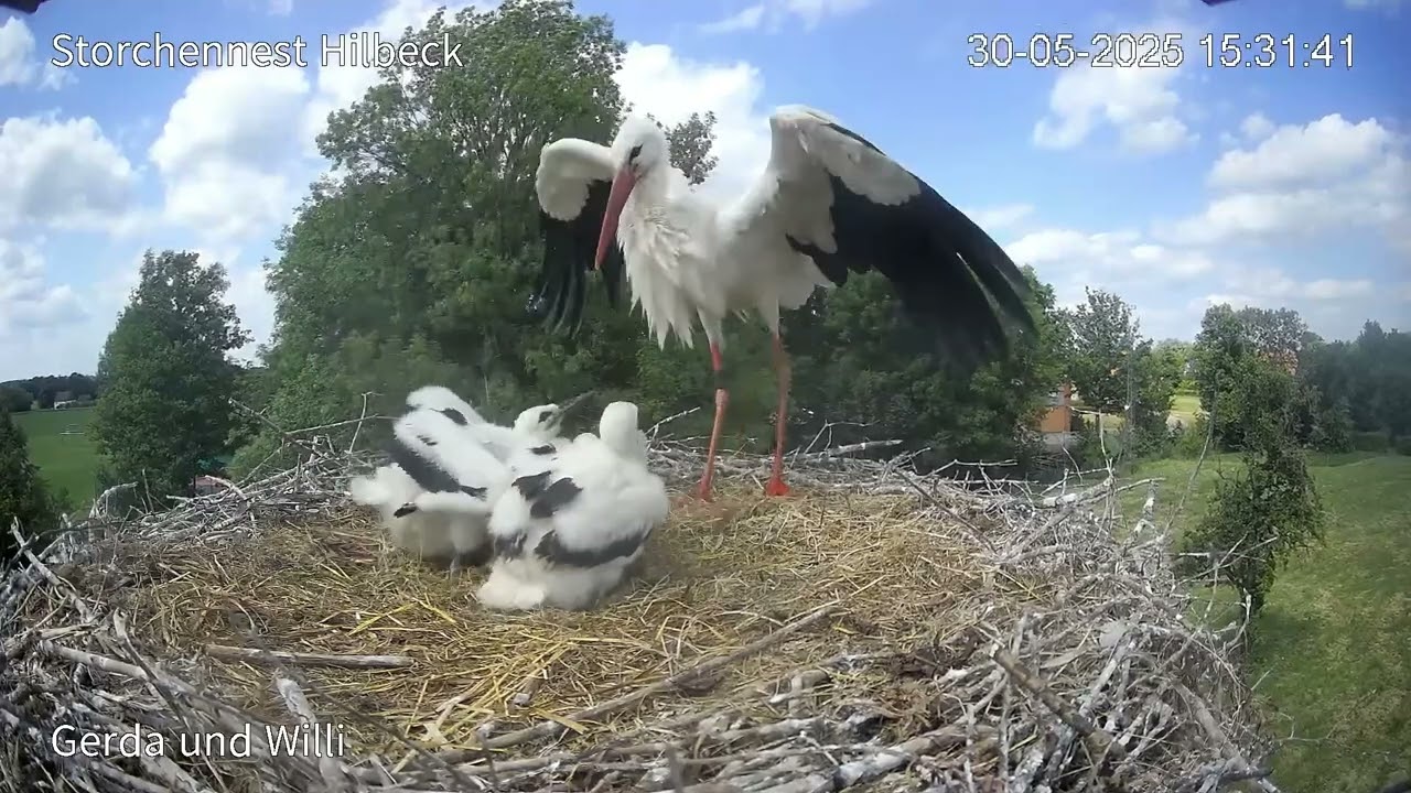 Willi verlässt das Nest und kommt mit Wasser zurück
