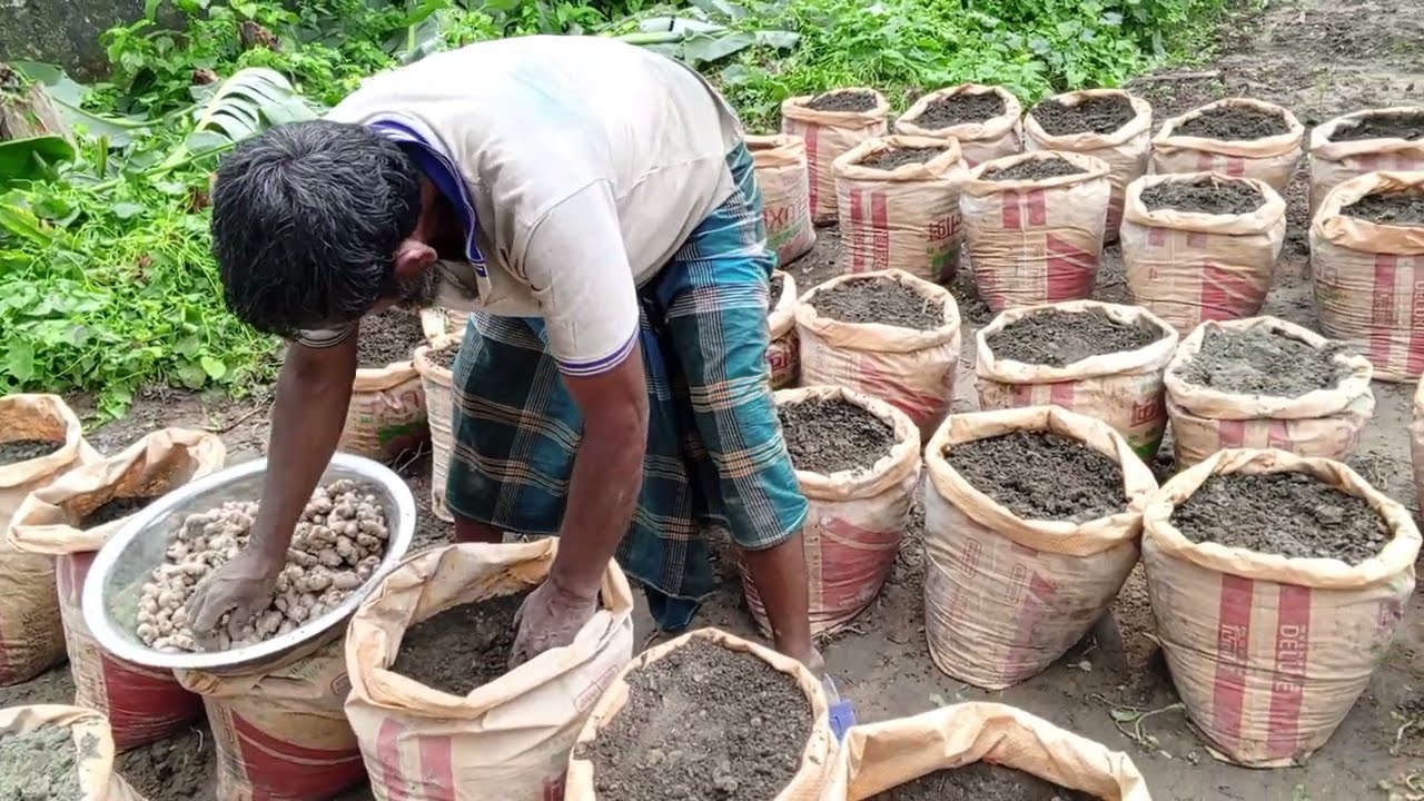 আদা চাষ পদ্ধতি (a to z) কৃষিই সমৃদ্ধি(krishie samridhi)