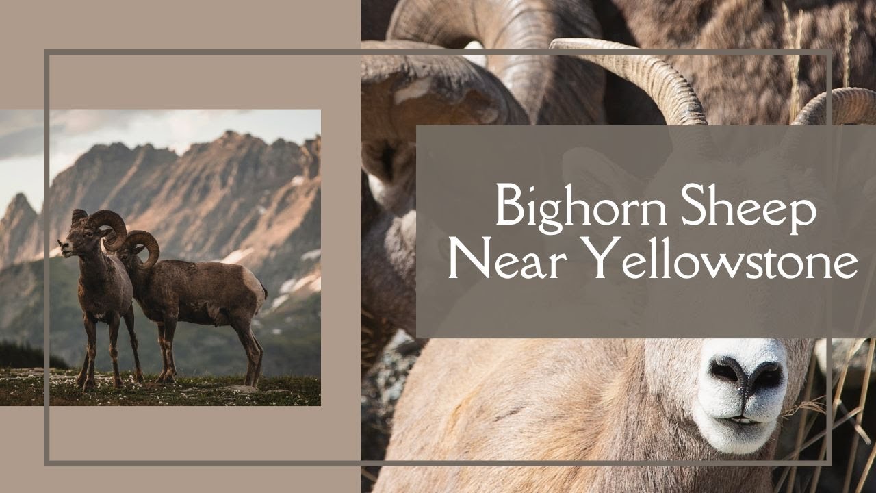 Bighorn Sheep Near Yellowstone | Wildlife Sightings on the Road to Yellowstone