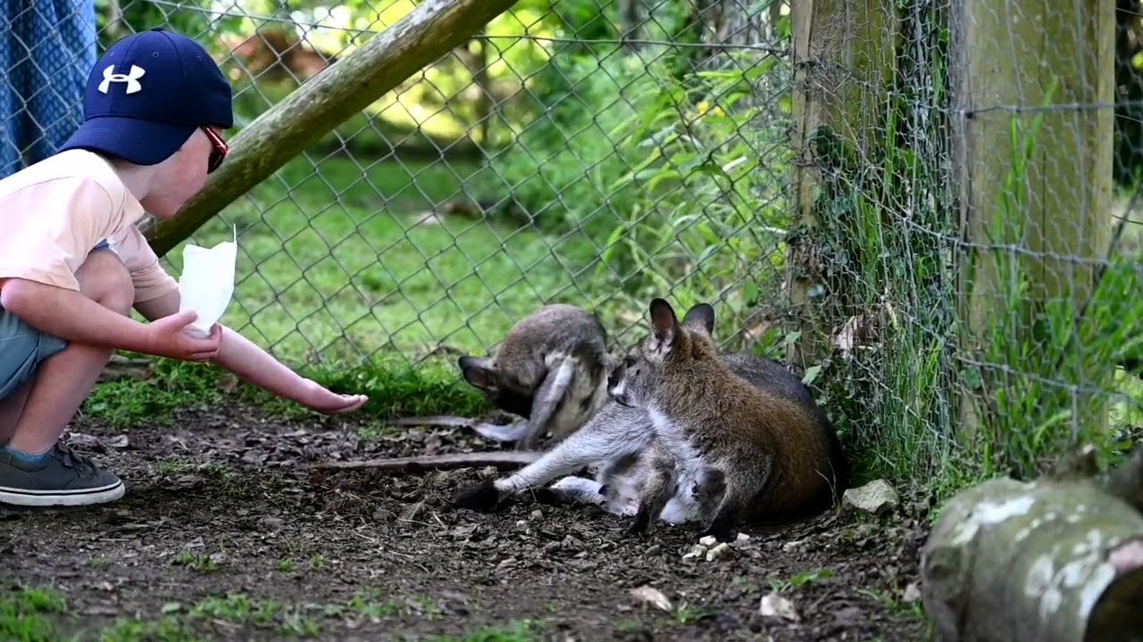 Manor Wildlife Park. Tenby, Pembrokeshire.