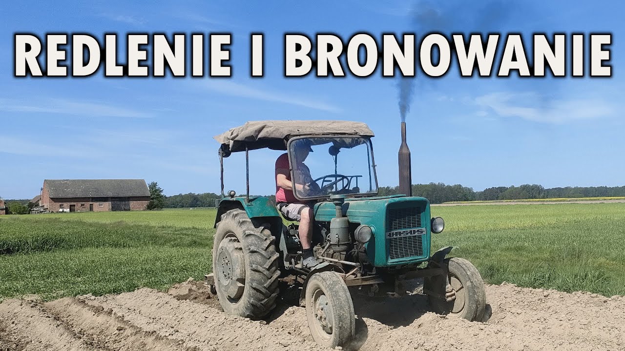 Redlenie i bronowanie ziemniaków z ciapkiem! 🔥 Ursus C-328 w akcji!