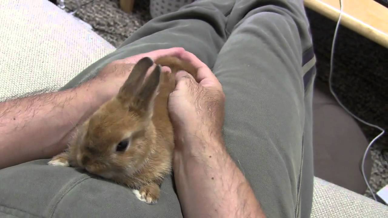 Cute Bunny Rabbit Want to Massage!! Pt.1 Netherland Dwarf