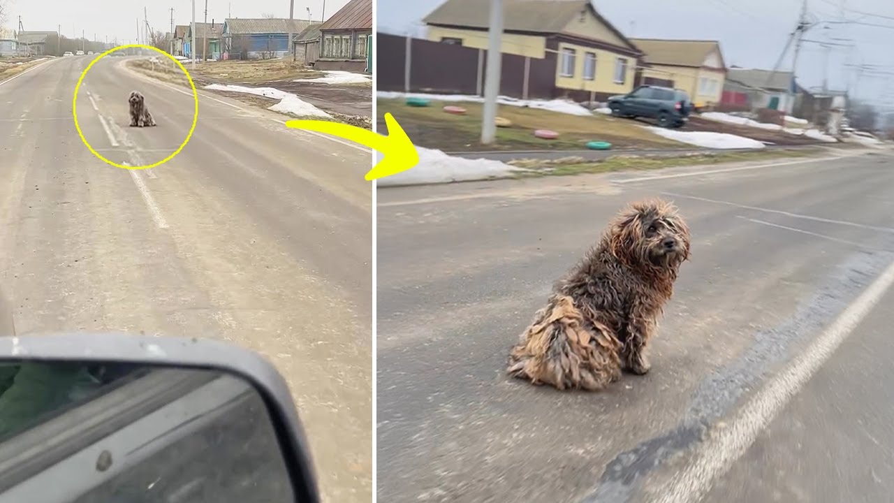 For 12 Years, He Signaled for Help to Every Driver… What They Missed Is Shocking!