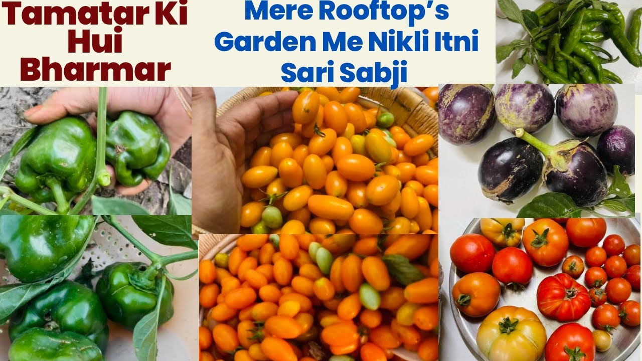Harvesting | Tamatar Ki Bharmar | Itni Sari Sabji Nikli Mere Rooftop Garden Me | LSWKusum #harvest
