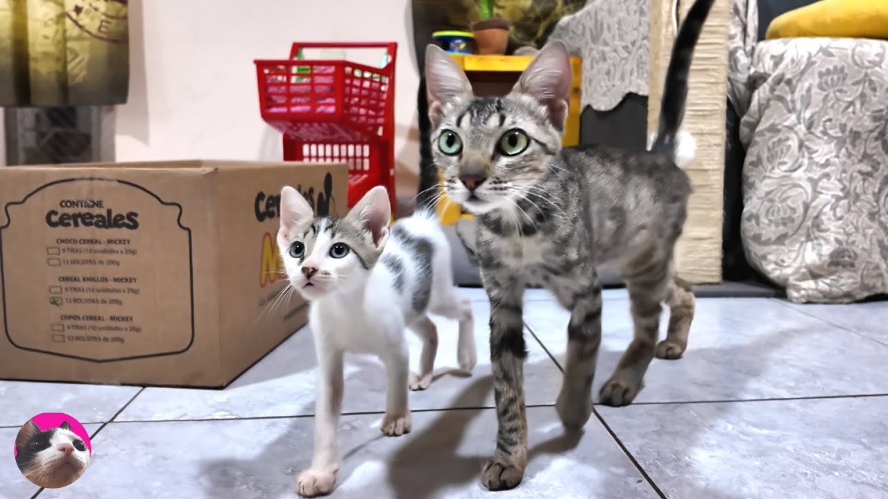 Больше никаких улиц: Бездомная мама-кошка и ее котенок решили стать домашними кошками