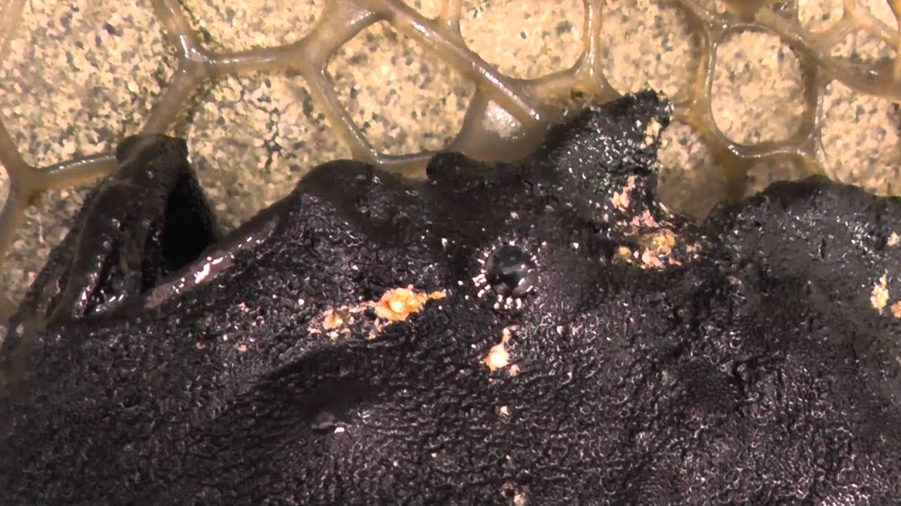 【珍魚シリーズ】　カエルアンコウ（旧名イザリウオ）　和歌山釣太郎海水魚飼育動画。