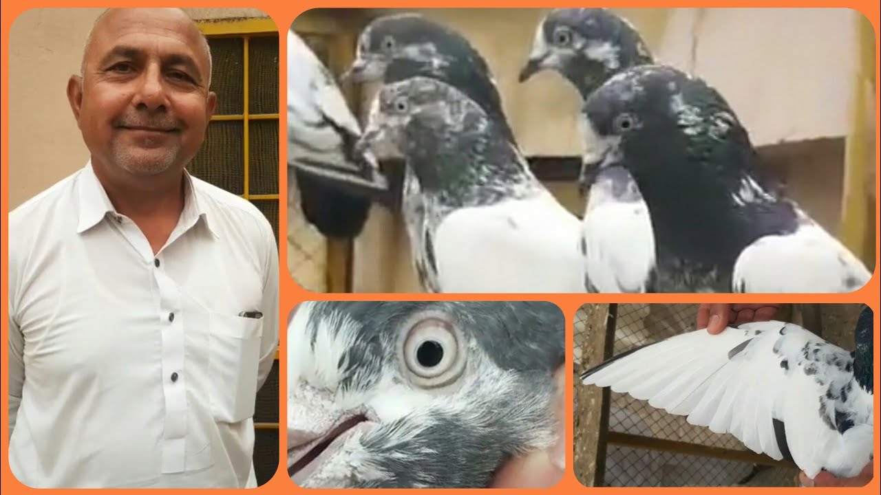 Ustad Naveed Maar Brider kabootaron ka shoque Karien of Lahore | Pakistan Pigeons