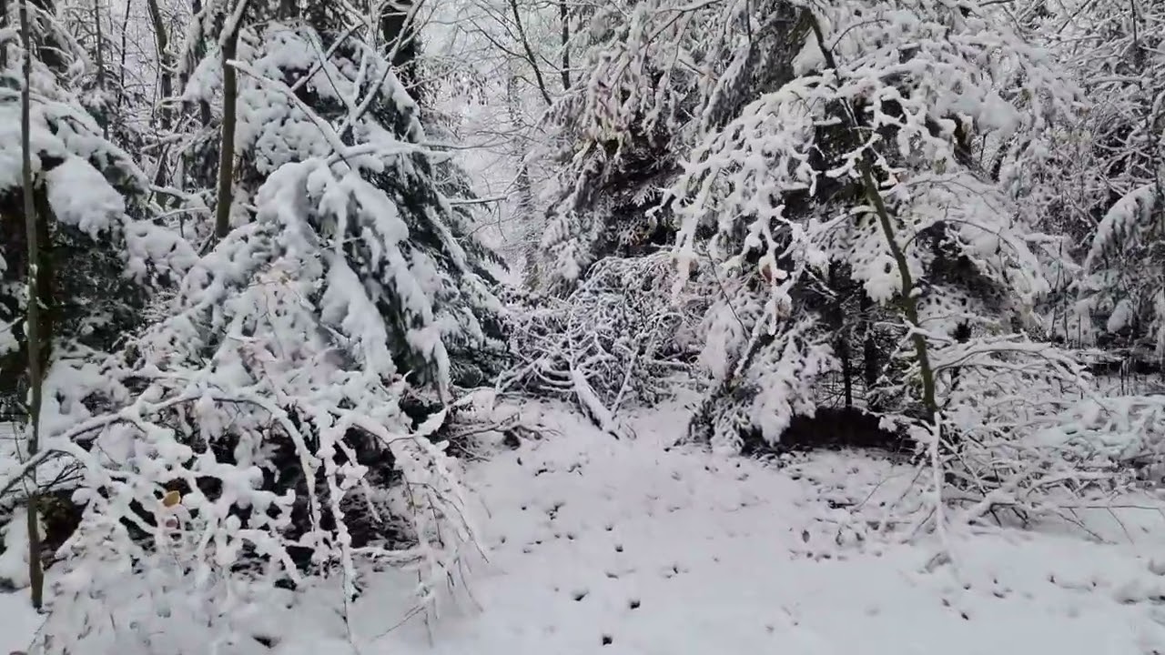 Wacklige WinterWald Wanderung mit Soundtrack