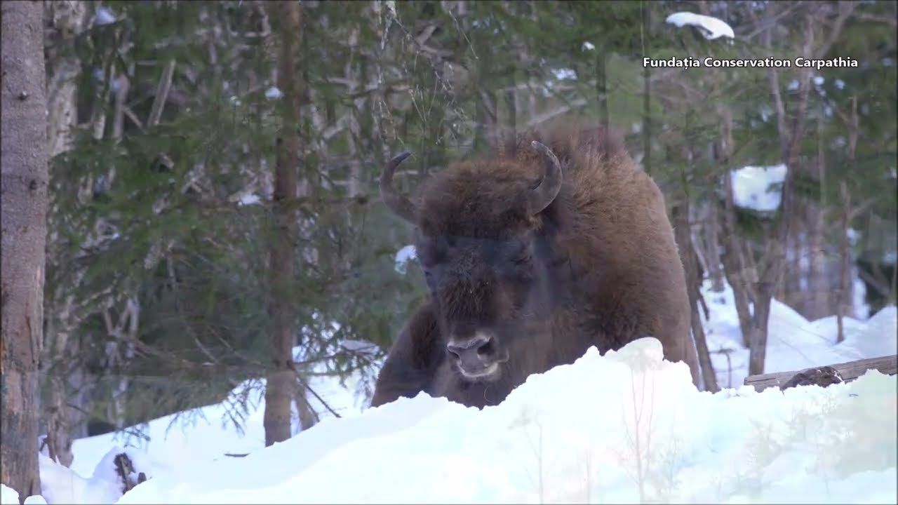 Reintroducerea zimbrilor în Munții Făgăraș - Fundația Conservation Carpathia