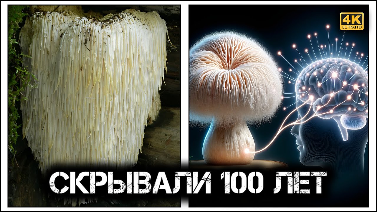 ✔️Гриб, который «включает» ваш мозг 🔌🧠 Почему ежовик гребенчатый дороже золота? 💰💎
