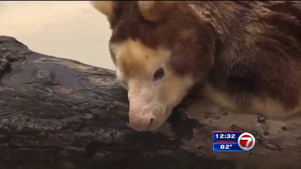 Zoo Miami Matchie's tree kangaroo marks a milestone