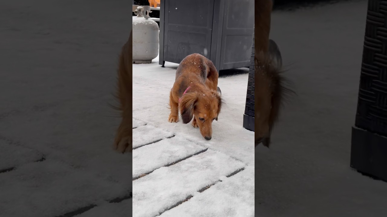 #milliemondays #puppy #dogbreed #dogdog #dog #wrigleywednesdays #dachshund #dogs #snow #doggie #dob