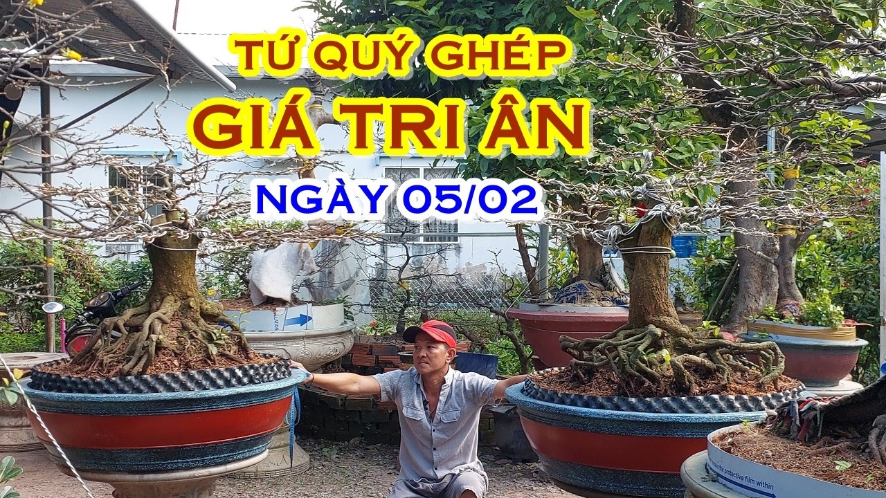 ANH NĂM 📲  O788822277  GIÁ TỐT - MAI TỨ QUÝ , MAI VÀNG GIAO LƯU NGÀY 05/02 