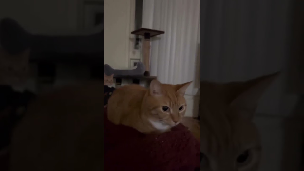 Gato boing boing. Gato rebotando. Bouncing cat. 