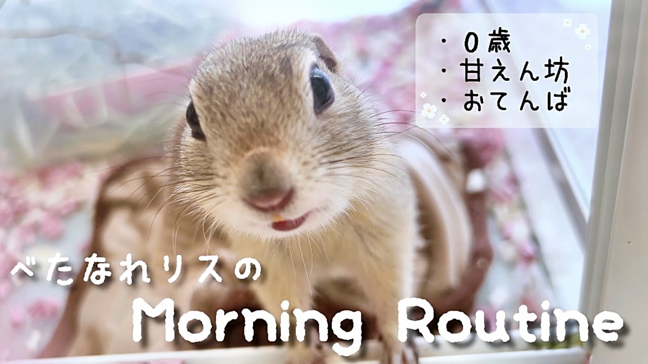 【Morning Routine】べた慣れリスのモーニングルーティン🐿/仲良しになる朝の習慣