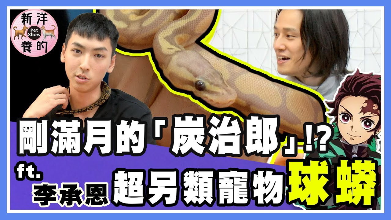 另類寵物「球蟒」蛇怎麼認主人？一個月只吃一次？有毒嗎？剛滿月的「炭治郎」【新洋養的】