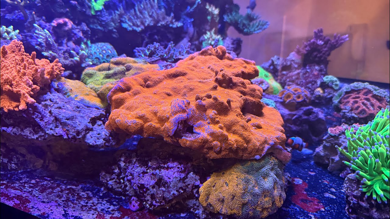 Dalton Reefing Update 2/13/26 - Water Change Day