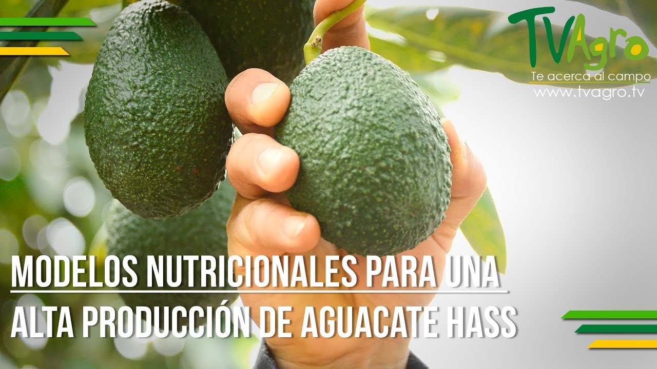 Alta Producción de Aguacate Hass - Avocado production ENG SUB Tv Agro por Juan Gonzalo Angel