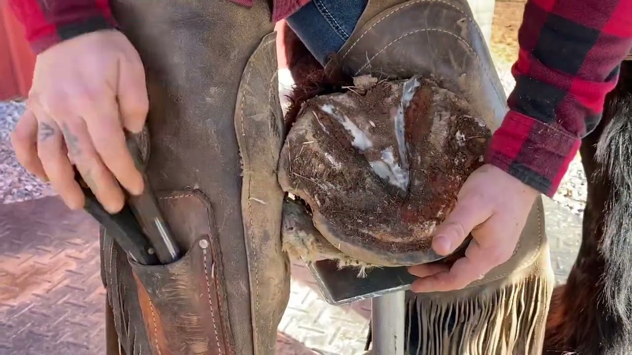 Percheron Draft Horse - Barefoot Trim