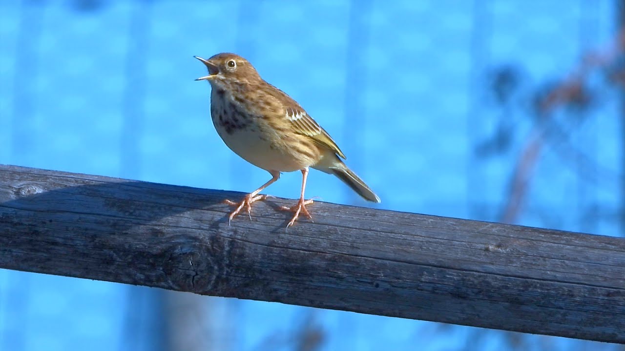 Goldcliff Birding #237 4K