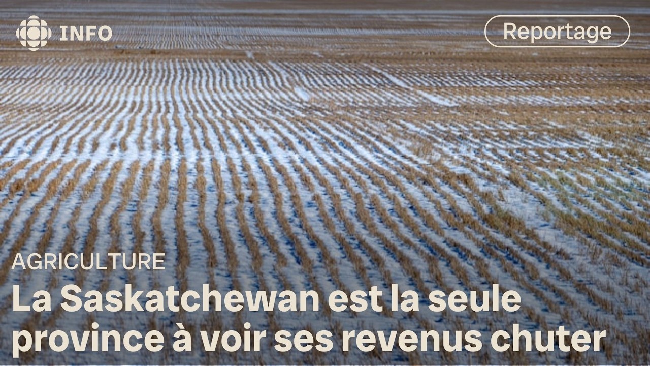 Les revenus agricoles chutent en Saskatchewan malgr&eacute; une hausse au pays
