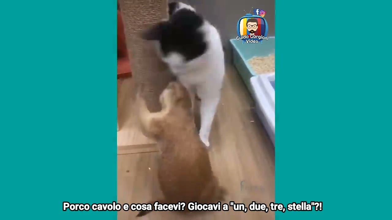 Gatti che parlando IN GENOVESE anche A NATALE!