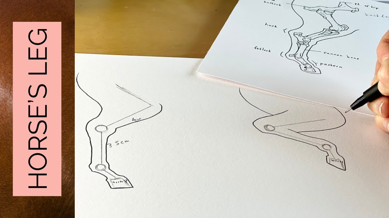 How to draw a HORSE'S LEG