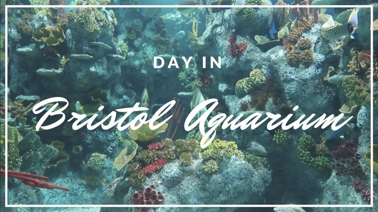 DAY IN BRISTOL AQUARIUM