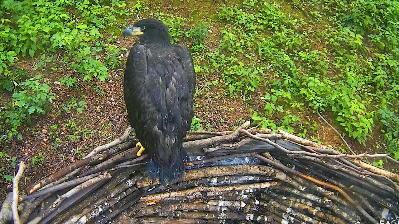 An Eaglet's Journal-Week 8-Life Beyond The Rails