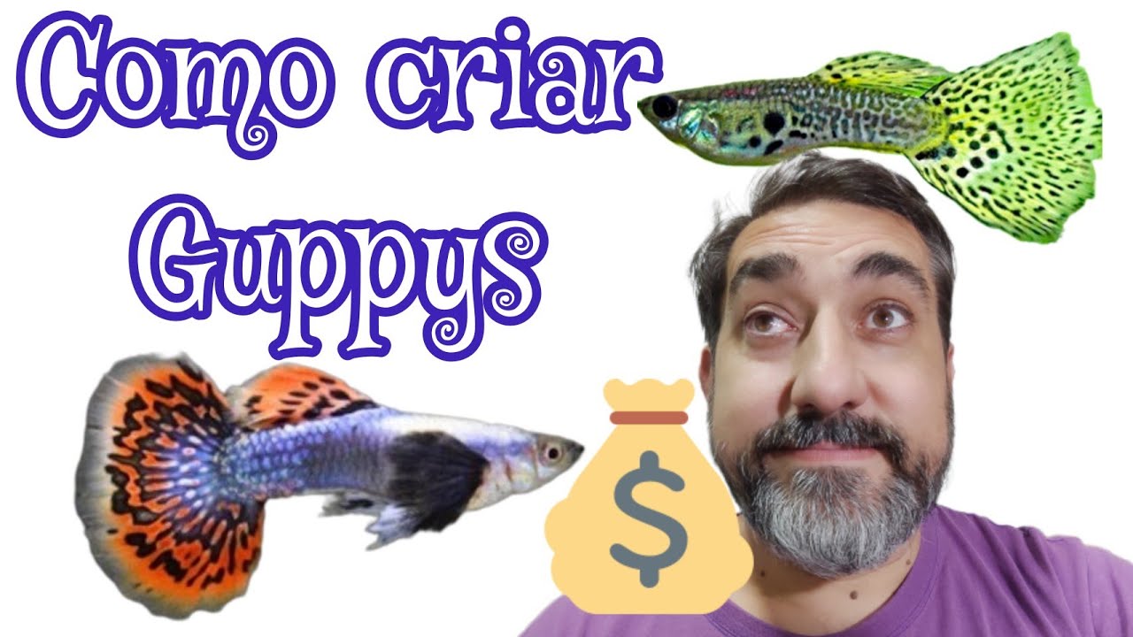 Como hacer un criadero de GUPPYS