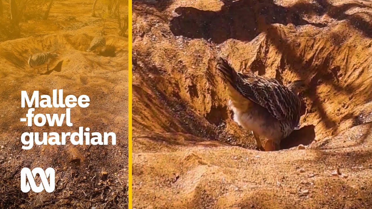 Rare nest footage: Sixty years a guardian to the rare malleefowl | Animals | ABC Australia