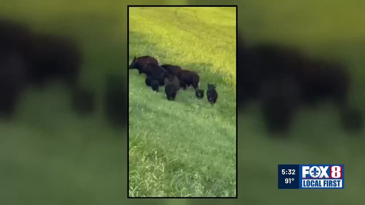 Kenner police say they have a plan to stop feral hogs from entering Kenner neighborhoods