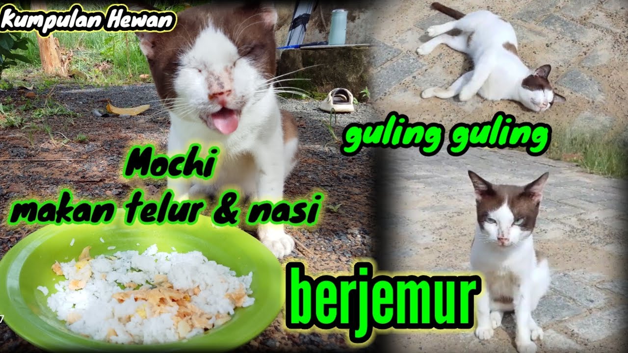 🐈Mochi sarapan pakai telur goreng & nasi stlh selesai jalan pagi, berjemur & guling guling di tanah😻