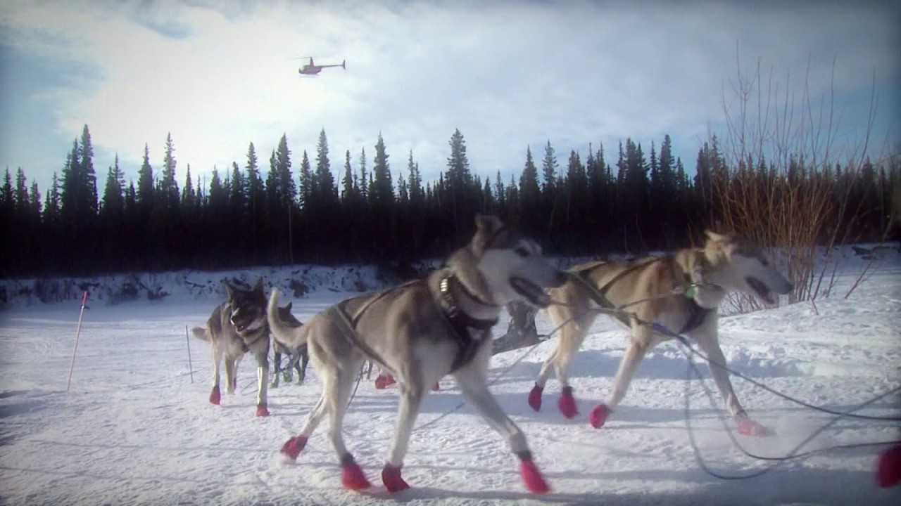 Broken record, broken dreams: An Iditarod story