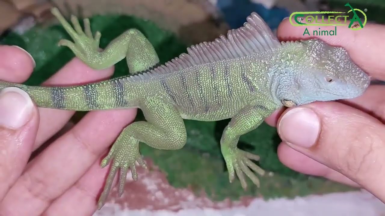 Collecta Green Iguana 2022 Review!!!