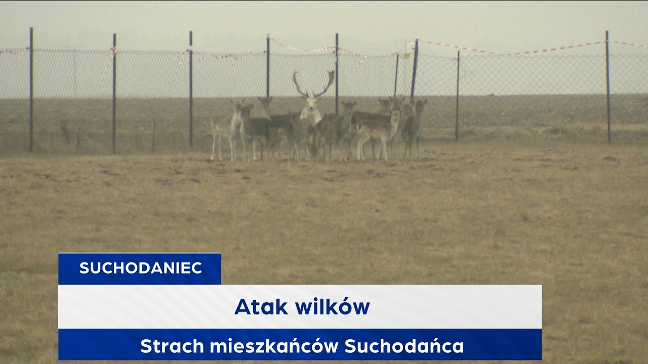 Atak wilk&oacute;w. Strach mieszkańc&oacute;w Suchodańca