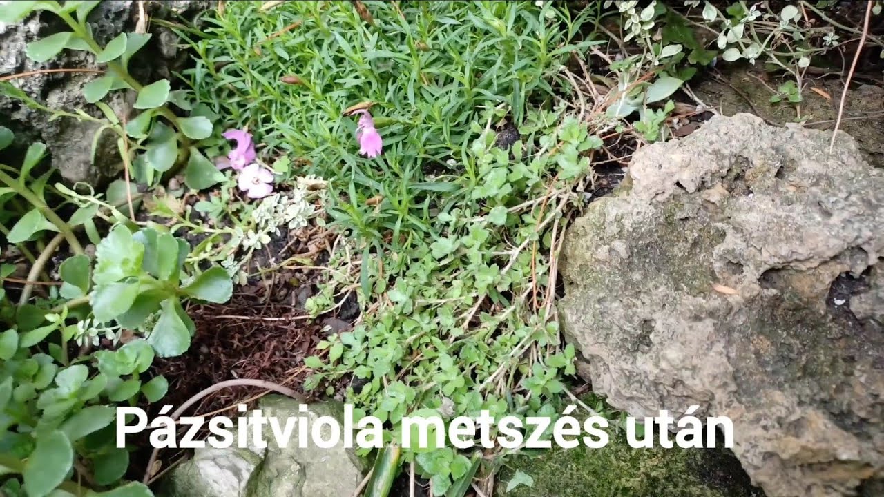 P&aacute;zsitviola tavaszi, igaz&iacute;t&oacute; metsz&eacute;s ut&aacute;n