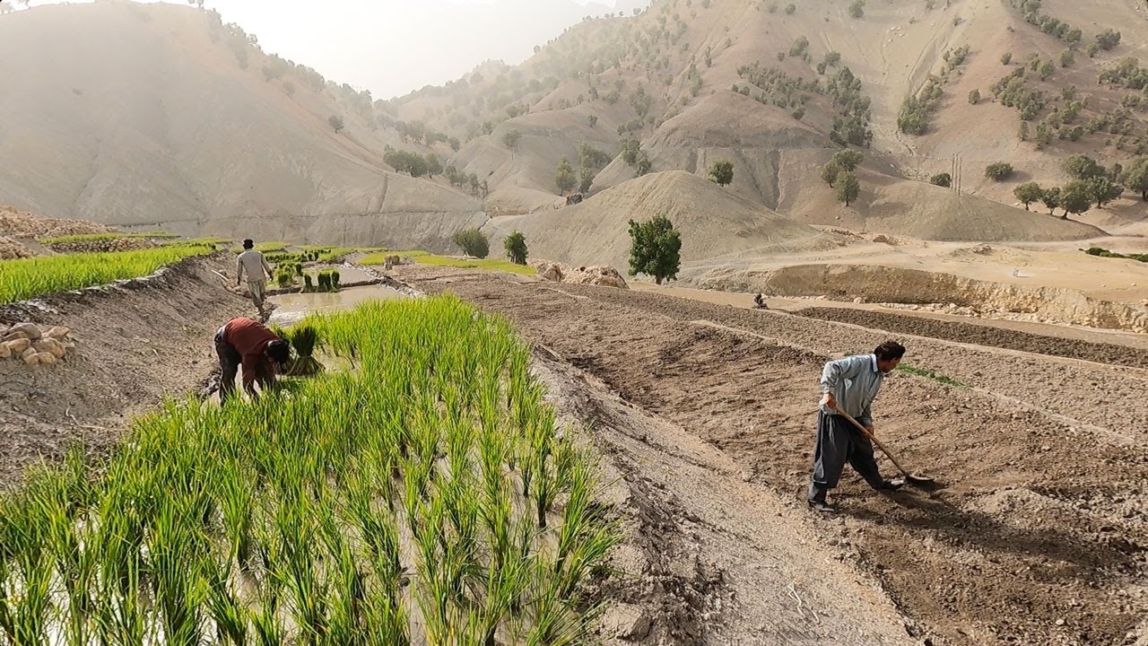 Planting Rice _ the Village Lifestyle of Iran